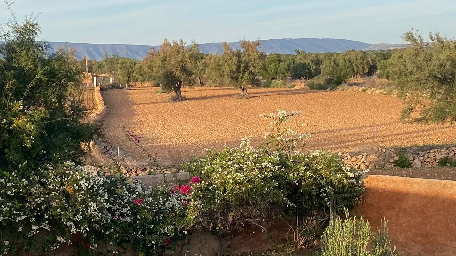 Un muret couvert de bougainvilliers en fleurs, et au-delà des champs de terre ocre plantés d'oliviers, avec des collines à l'horizon.